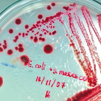 Microbiology ميكروبايولوجي